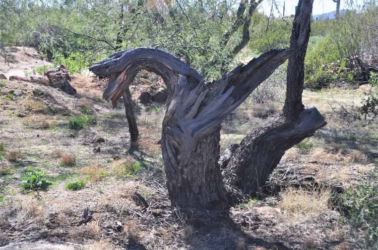 tree trunk